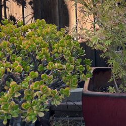 Nice Big Plant Very Heavy 