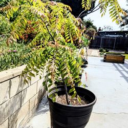 **Organic-CURRY LEAF Plant-4 Feet/8 yrs old**