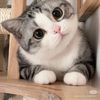 Miao