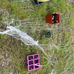 Free Vegetable Plants (babies)