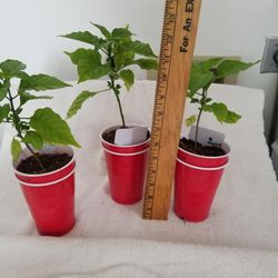 Carolina Reaper Plants For Sale 