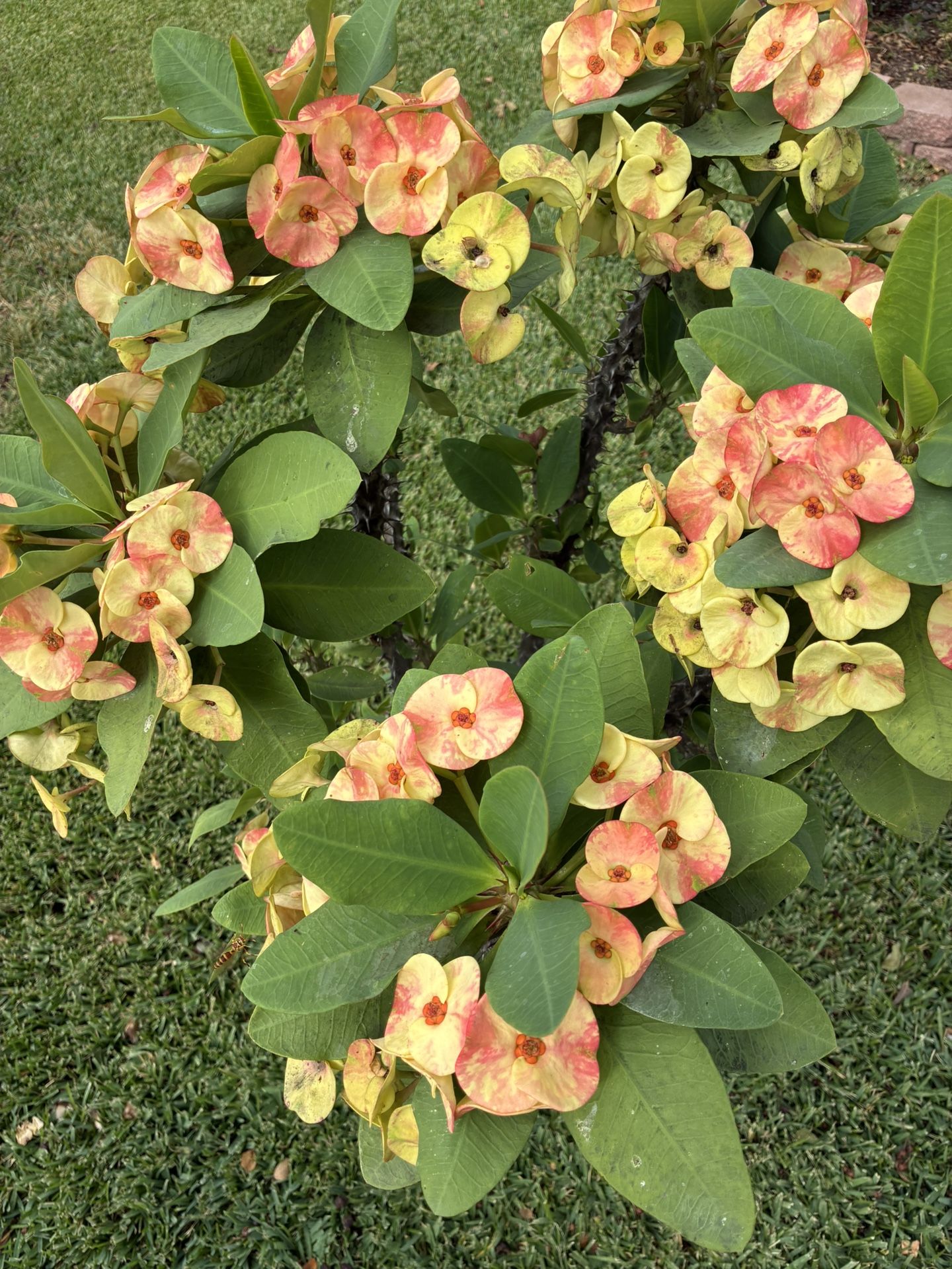 Maceta De Corona De Cristo Muy Bonita Muy Grande Flor Grande Ermosos Colores 