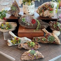 Driftwood Succulent Arrangements 
