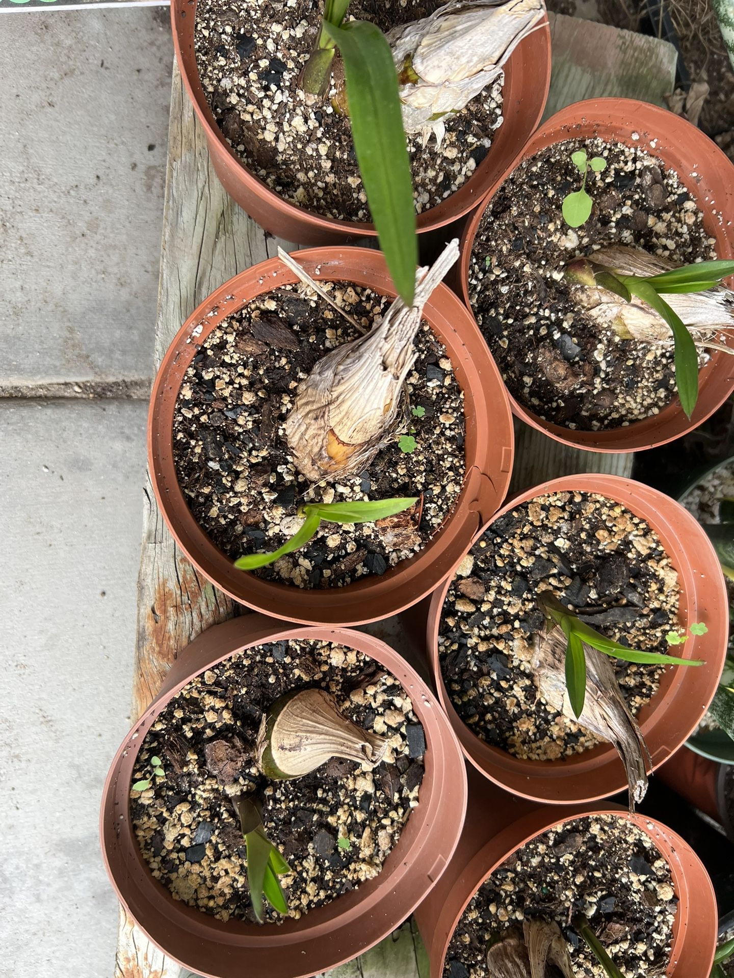 Cymbidium Orchid