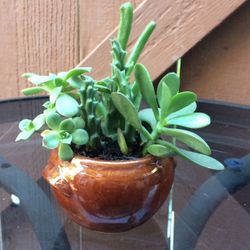 Succulents Mix In A Pot