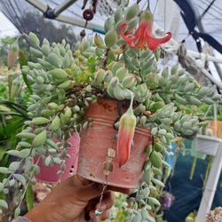 Succulent Cotyledon Pendens 