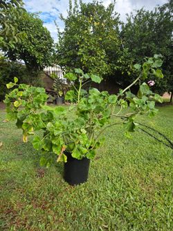 Malva /jeranio Plant