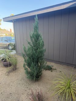 7ft Pine Tree