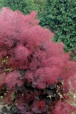 Smoke Tree Starts Available