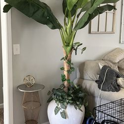 Huge banana tree