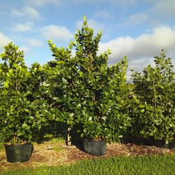 PRICE REDUCED!  HUGE CLUSIA PLANT IN 25 GALLONS FOR ONLY $95  OPEN TODAY