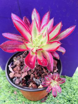 Aeonium'Firecracker Variegated /Live Rooted , get 2 free succulent cuttings