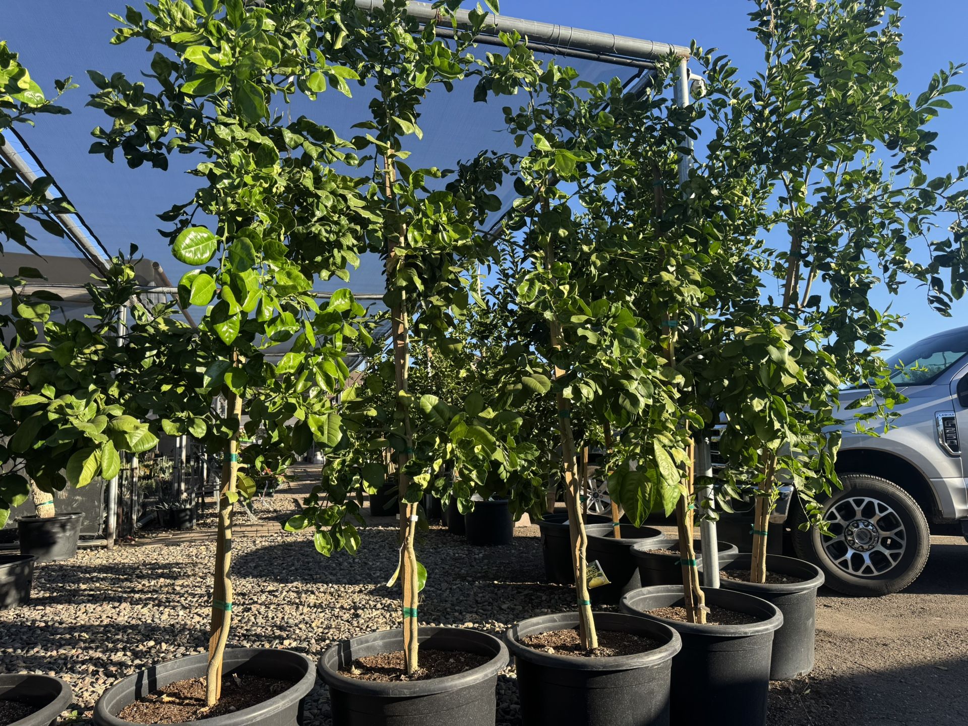 Trees ,plants ,agaves 