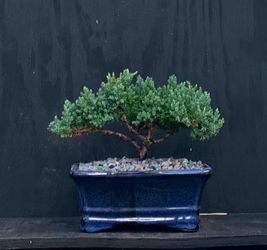 Bonsai Juniper