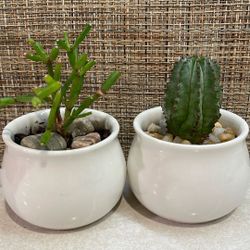 Cacti House Plants In Ceramic Pots 2"H .Both.
