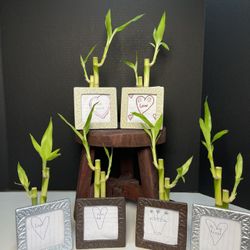 Lucky Bamboo Plants In Picture Frame Vases $5 each