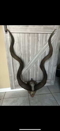 Kudu Horns