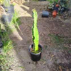 Euphoria Cactus Succulent