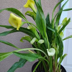 Calla Lily. 