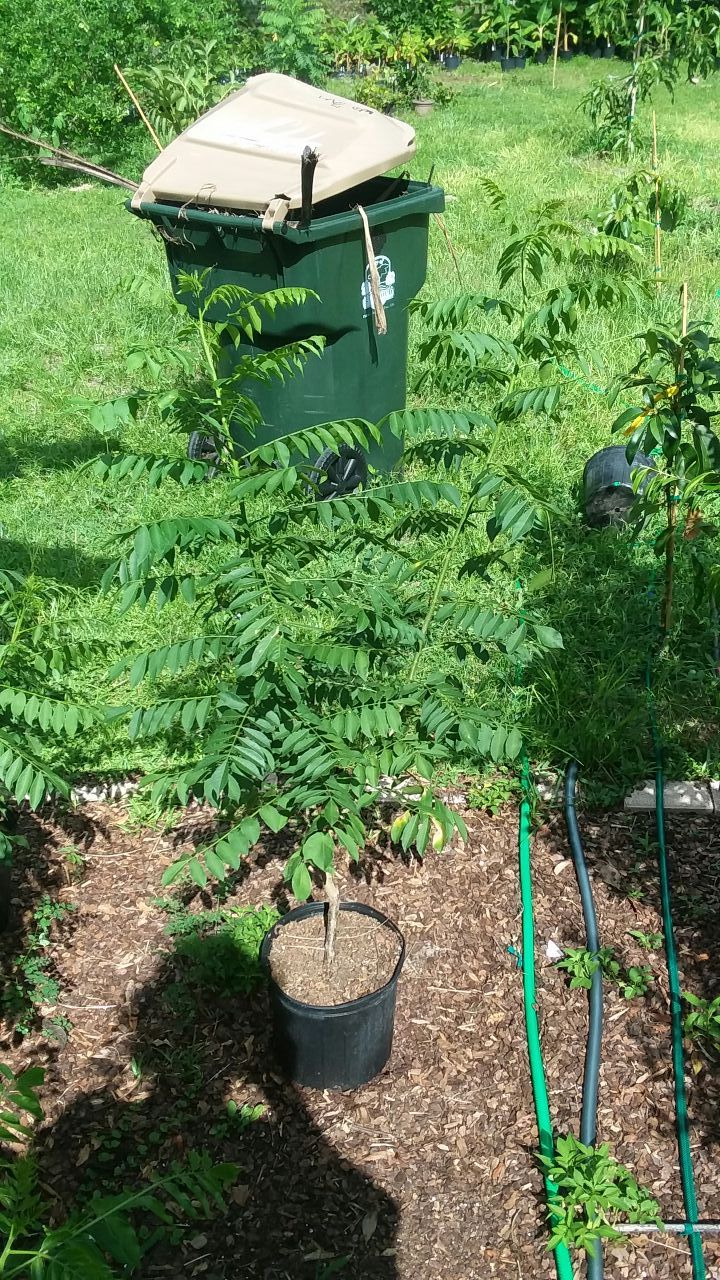 Yellow hog plum tree. Spondias mombin