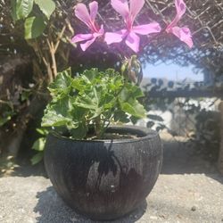 Geranium 