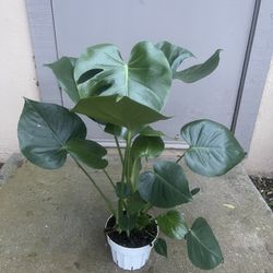 Monstera Deliciosa House Plant 6” Pot