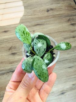 Hoya Lacunosa Sulcata