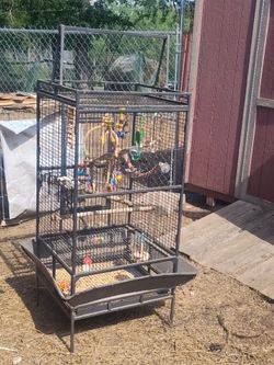 Birds Cage