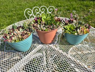 Succulent arrangement