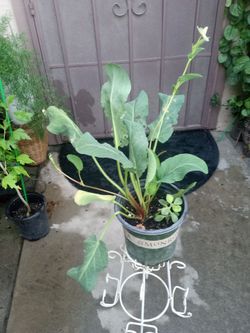 planta del manso