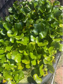Pond plant