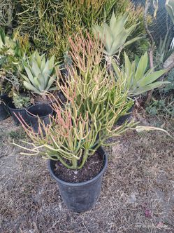 FS pencil tree succulent plant