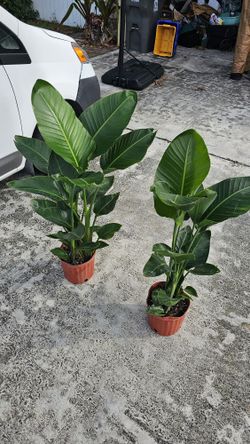 White Birds Of Paradise