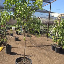 Limon Verde Sin Semilla 