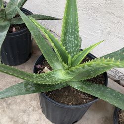 Aloe dorotheae 'Sunset Aloe'