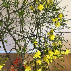 Hoa Mai vang new year flower - Yellow Flowers