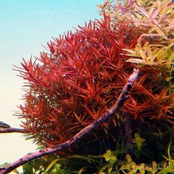 Rotala Vietnam Large Bundle Live Aquarium Plant For Fish Tanks