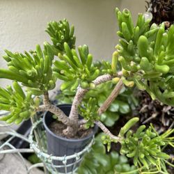 Succulents Plant