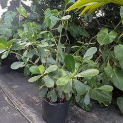 Potted Clusia Plant $35