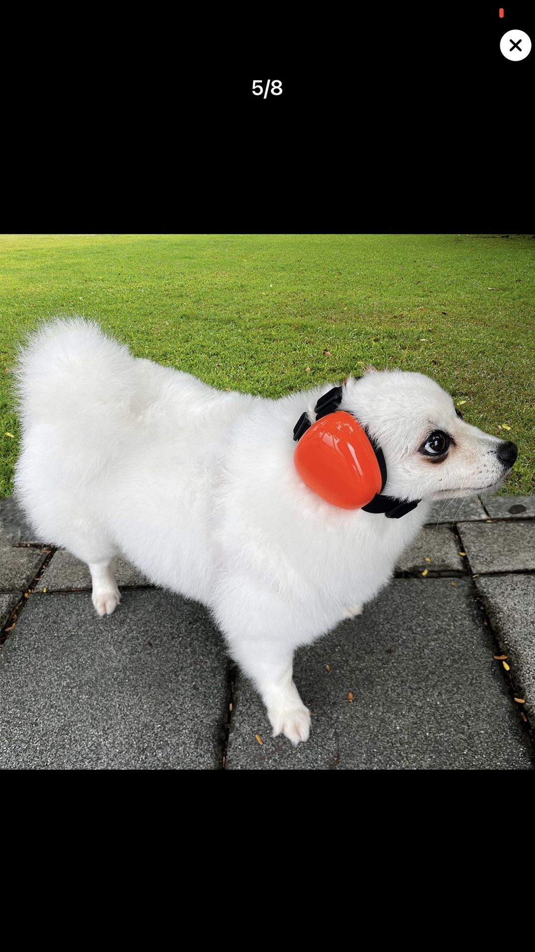 Dog Earmuffs, Protection