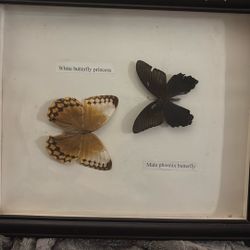 Butterflies Decor