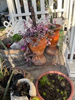 2 terracotta planters
