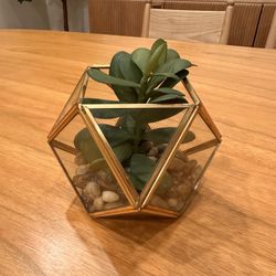 Opalhouse Artificial Indoor Succulent Plant with Filled Brass Terrarium 5" x 4" 