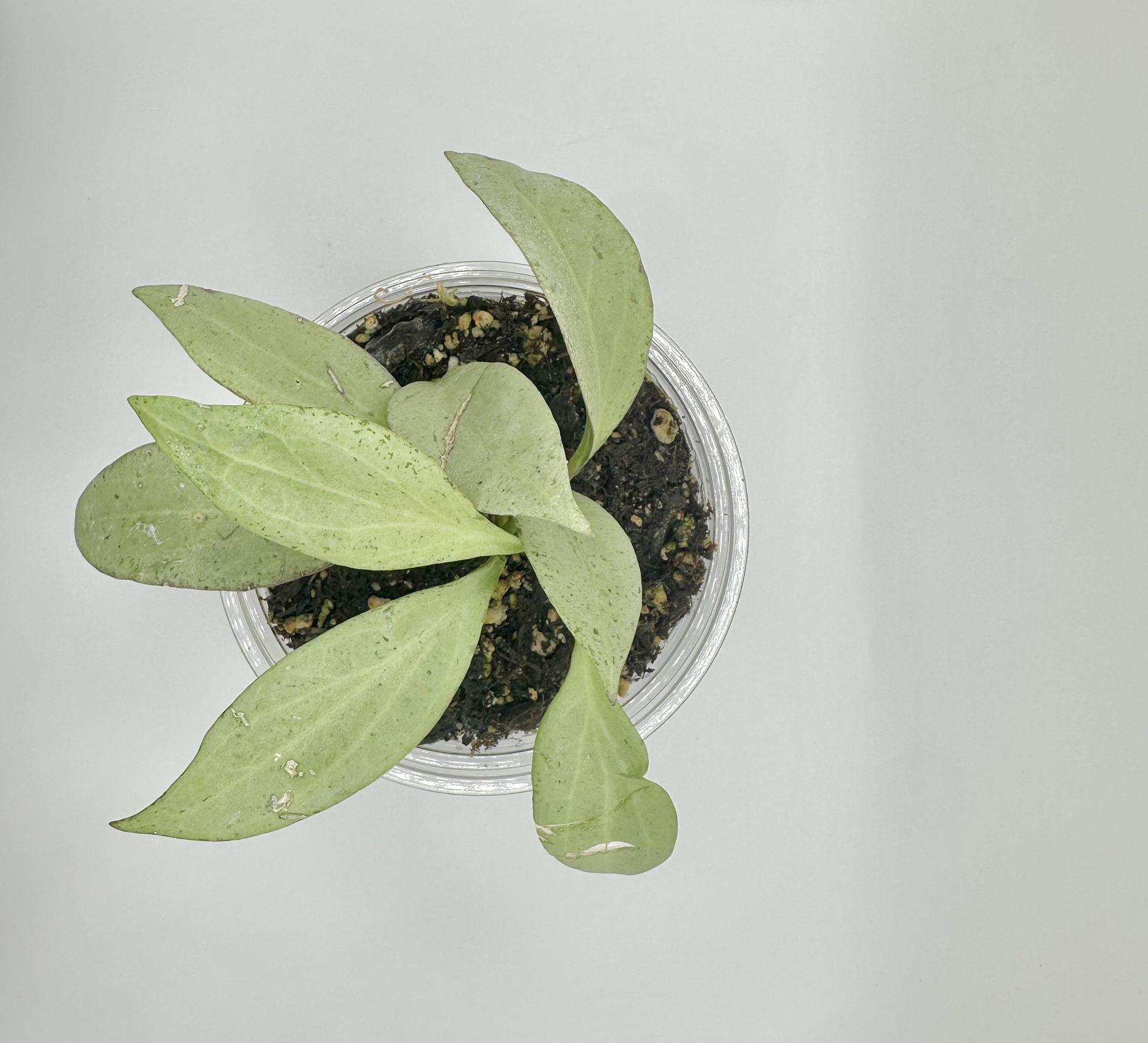 Hoya New Guinea Ghost