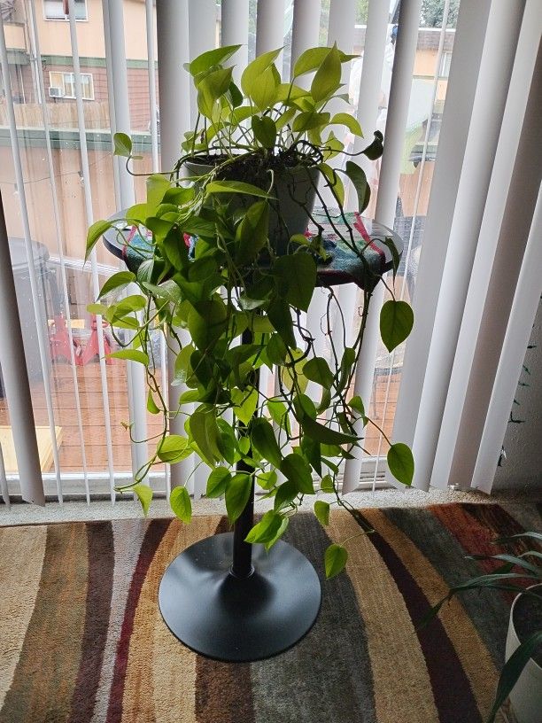 Plant