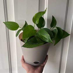 Golden Pothos