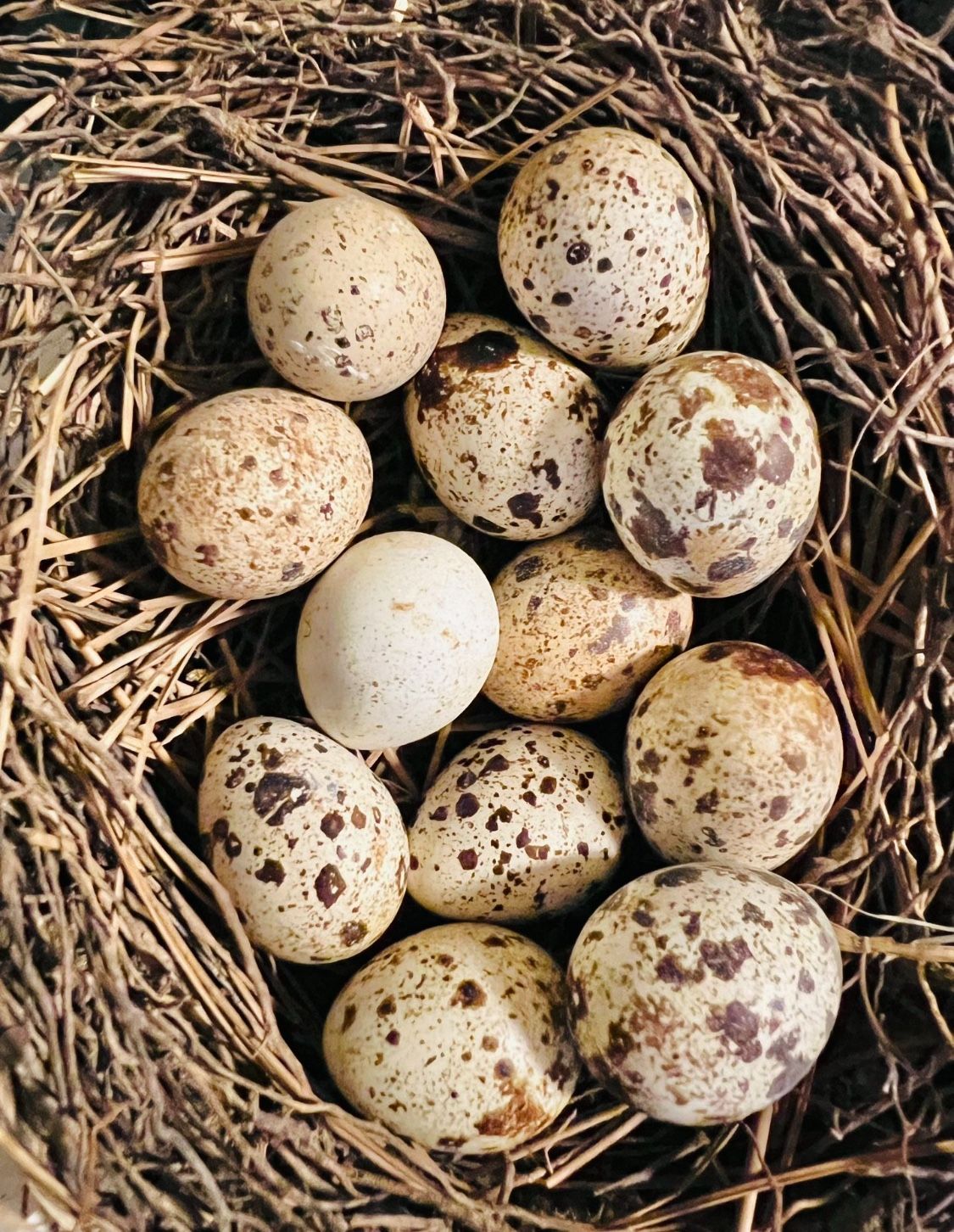Fresh Quail Eggs ($4/dozen)