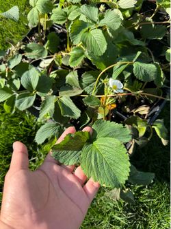 Mixed strawberry plants $2.50 each Plantas de fresas 🍓