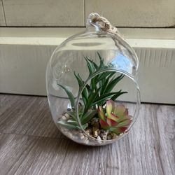 Hanging Succulent Plants