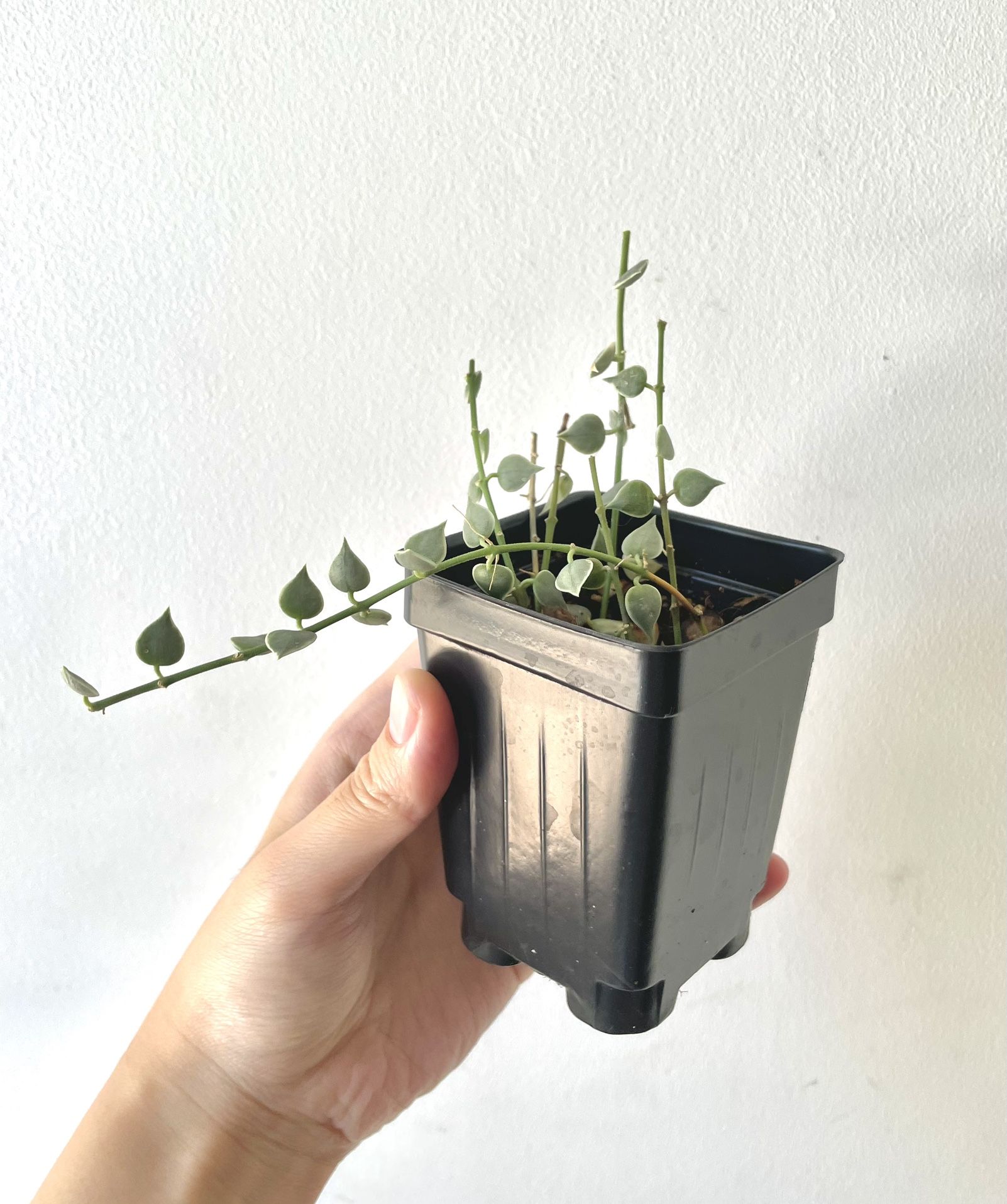 Dischidia Millions Of Hearts Variegated Plant